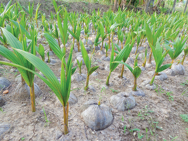 தென்னங்கன்றுகள்