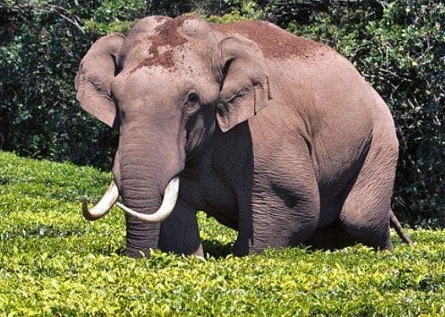 திக்... திக்... நிமிடங்கள் உயிர் பலி வாங்கிய அரிசி கொம்பன் யானை பிடிபட்டது எப்படி?