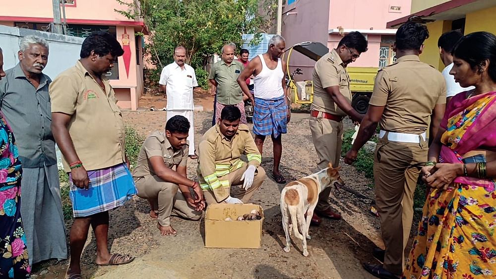 நாய் மீட்பு