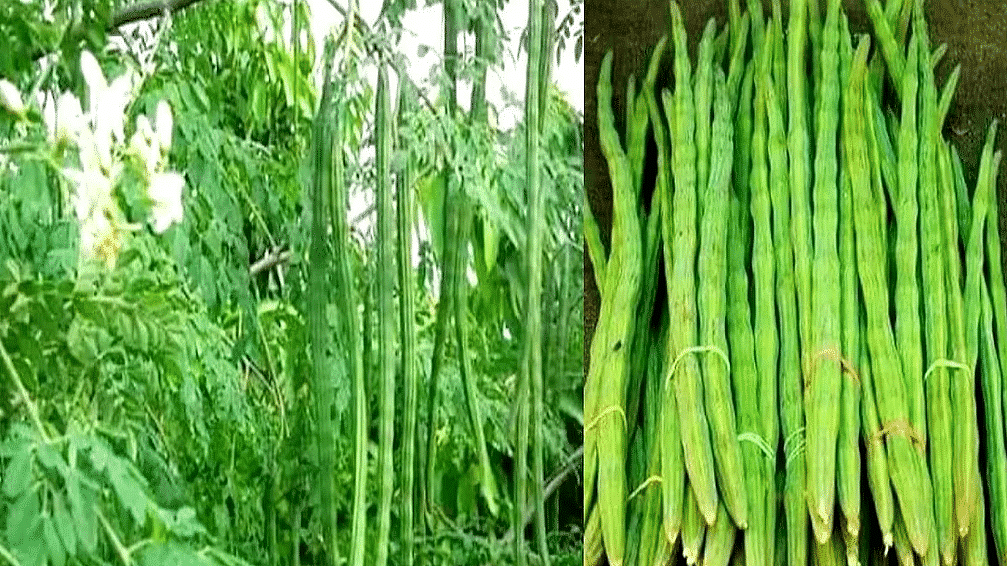 முருங்கை