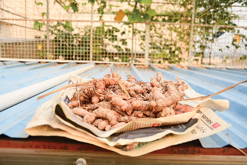 மாடித்தோட்டத்தில்