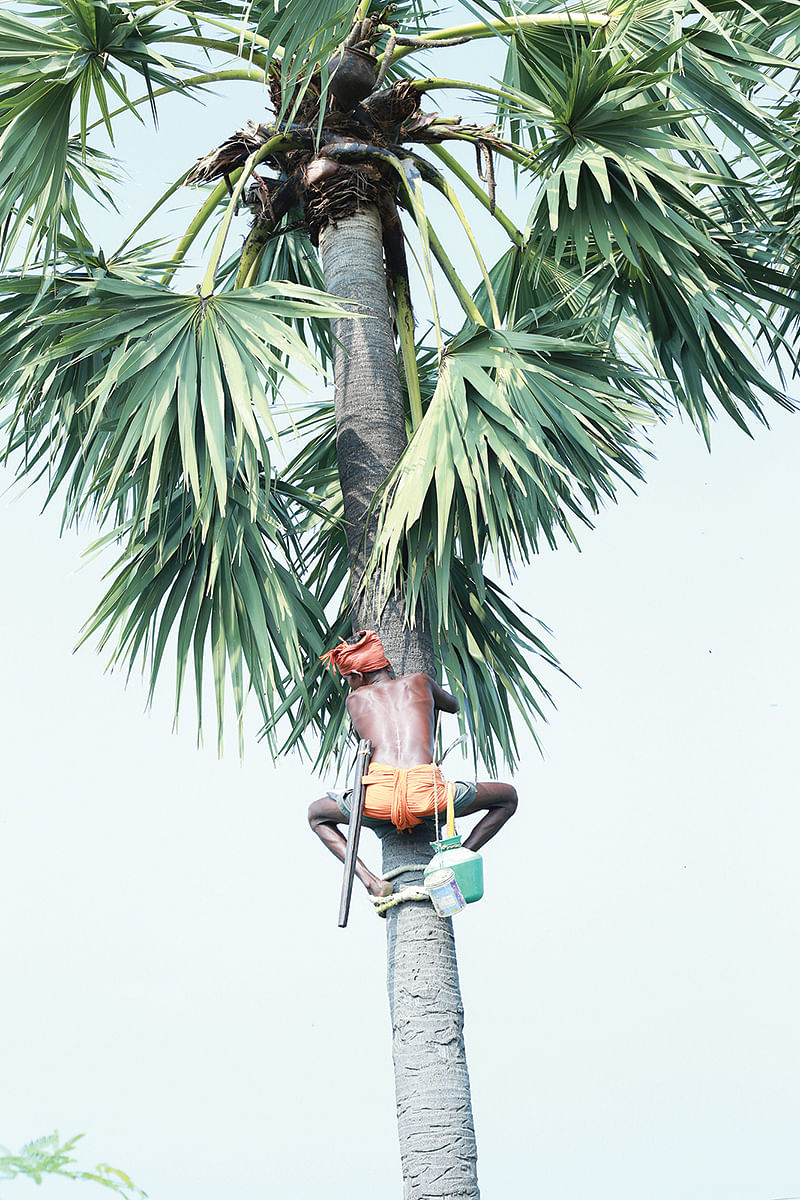 பனை மரம் ஏறுதல்