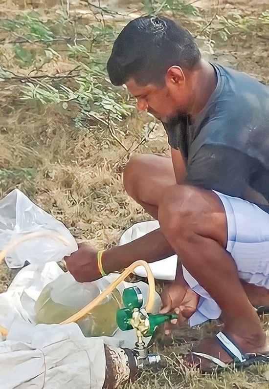 பறிபோகும் ‘பாலை மீன் குஞ்சுகள்’