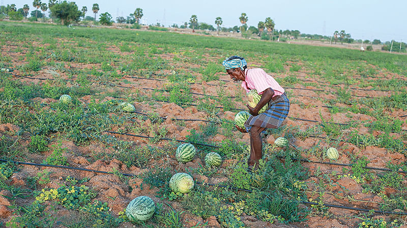 தர்பூசணி அறுவடையில்
