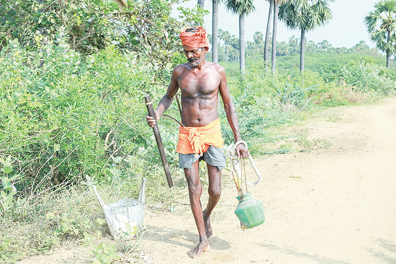 பசியாப் பழம்