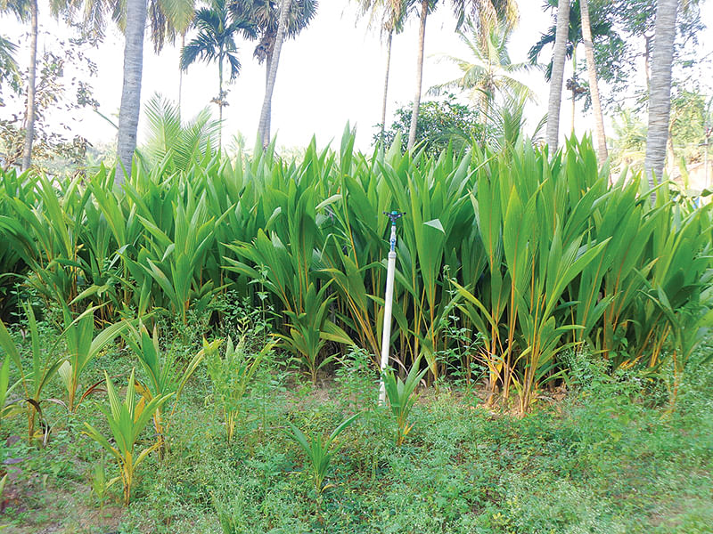 தென்னங்கன்றுகள்