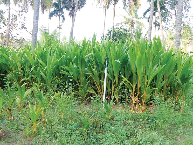 தென்னங்கன்றுகள்