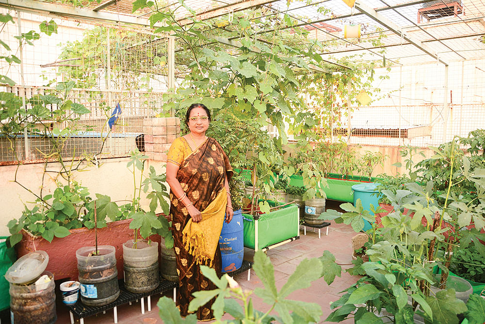 மாடித்தோட்டத்தில்