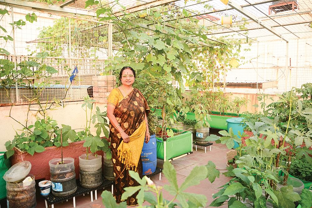 மாடித்தோட்டத்தில் 