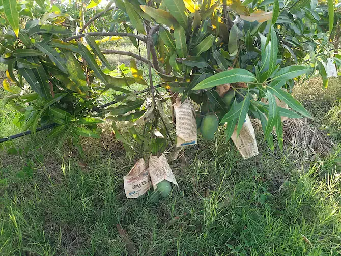 மா மரம்