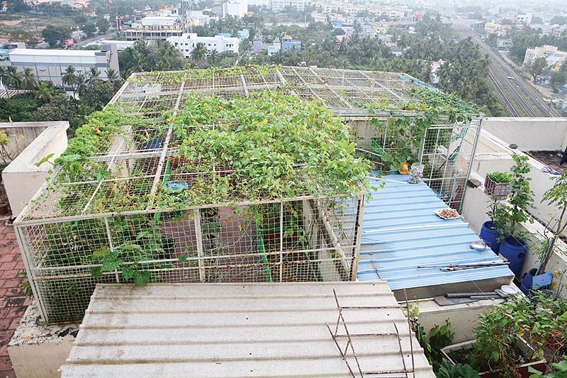 மாடித்தோட்டத்தின் மேற்புறத் தோற்றம்
