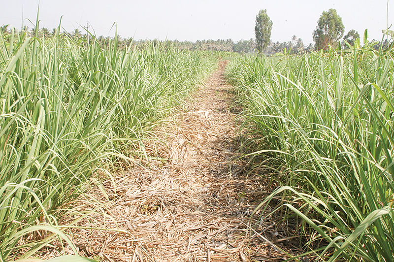 கரும்பு