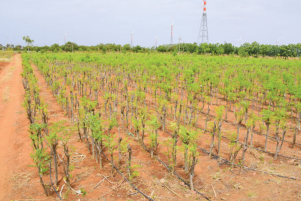 முருங்கை