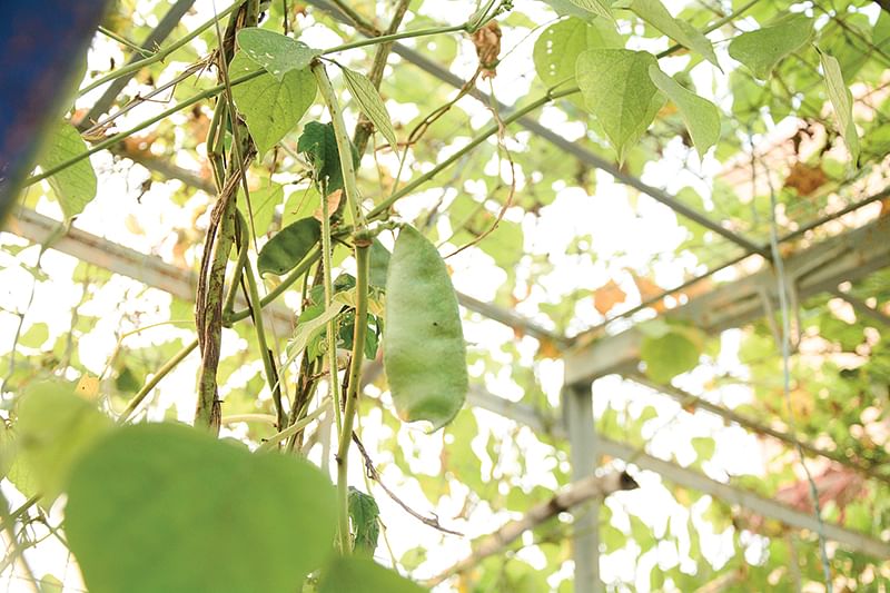 மாடித்தோட்டத்தில் 