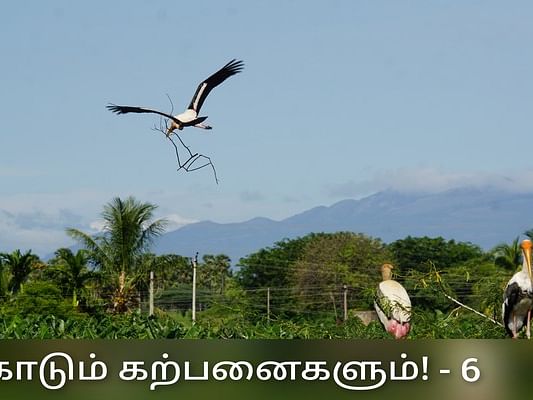 வலசை பறவைகள்