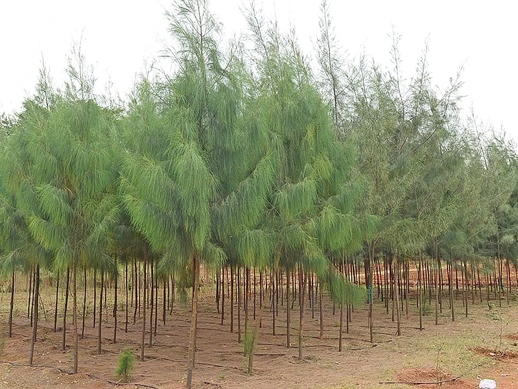 தண்ணீர் சிக்கனம், காற்றுத் தடுப்பு, வருங்கால வருமானம்;70% விவசாயம்... 30% மரம் வளர்ப்பு! - 07