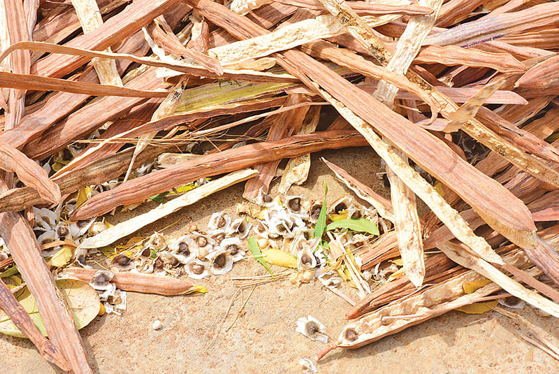 முருங்கை விதை