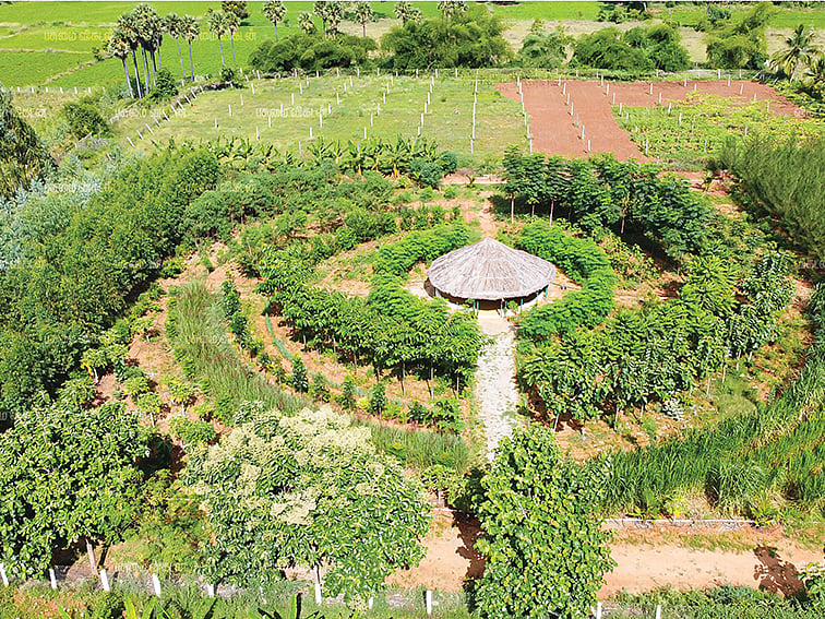 பல்பயன் வேளாண் காடுஆண்டுக்கு ரூ.3.5 லட்சம்..உறுதியான வருமானம்! - 10