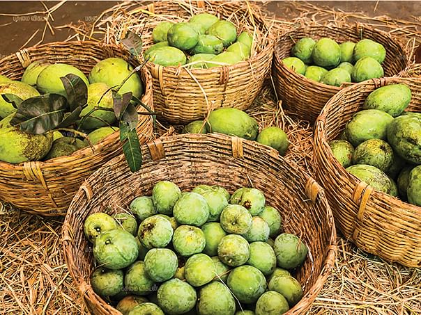 தாத்தாச்சாரியார் தோட்டத்து மாம்பழங்கள்