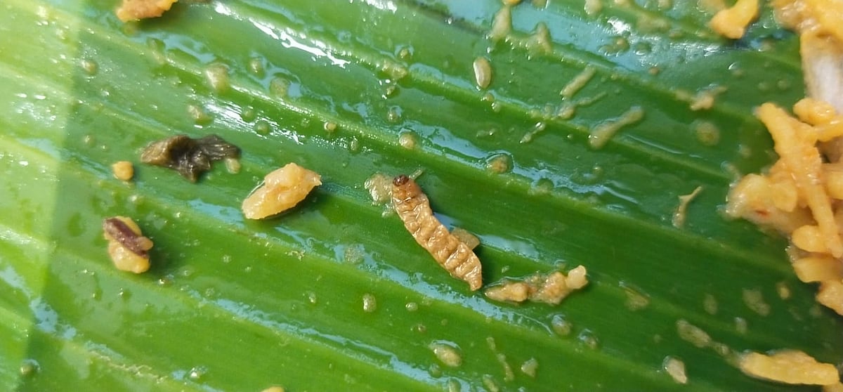 ராமநாதபுரம்: பிரியாணியில் புழு;  அதிர்ச்சியில் வாடிக்கையாளர்கள் - ஹோட்டல் நிர்வாகத்தின் விளக்கமென்ன?