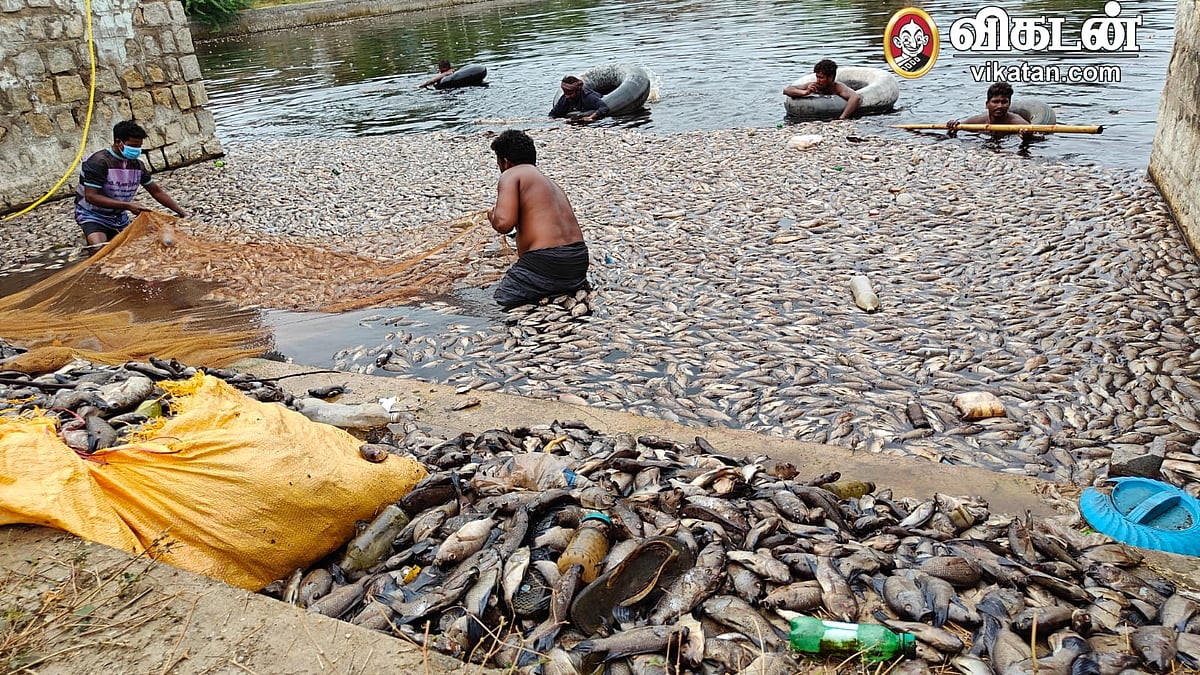 ராமநாதபுரம்: கோயில் குளத்தில் குவியல் குவியலாக செத்து மிதந்த மீன்கள்; காரணம் என்ன?