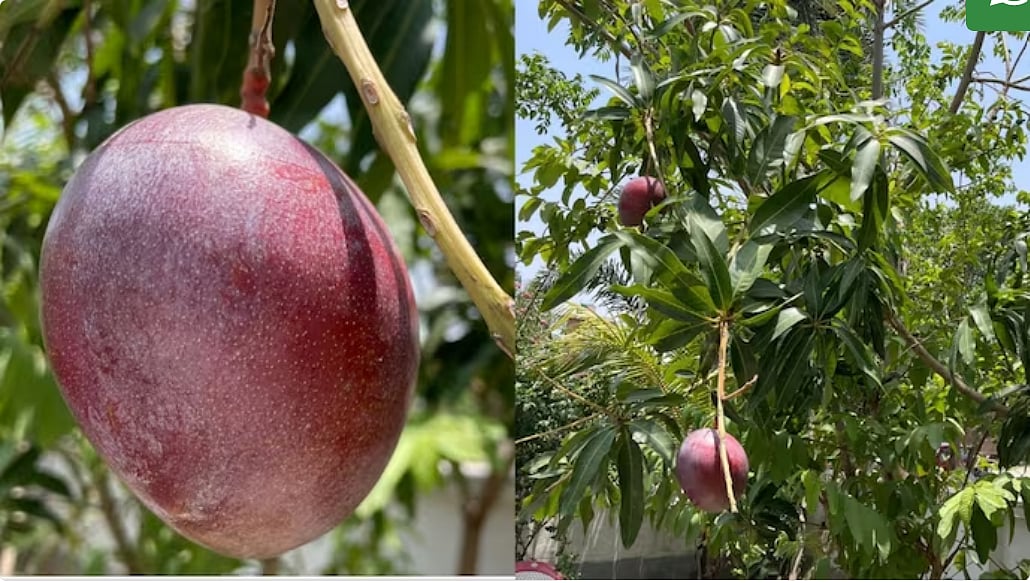 மசூதியில் விளைந்த உலகின் விலையுயர்ந்த மாம்பழம்; ஏலத்தில் 1 பழம் 10,000 ரூபாய்க்கு விலைபோன அதிசயம்!