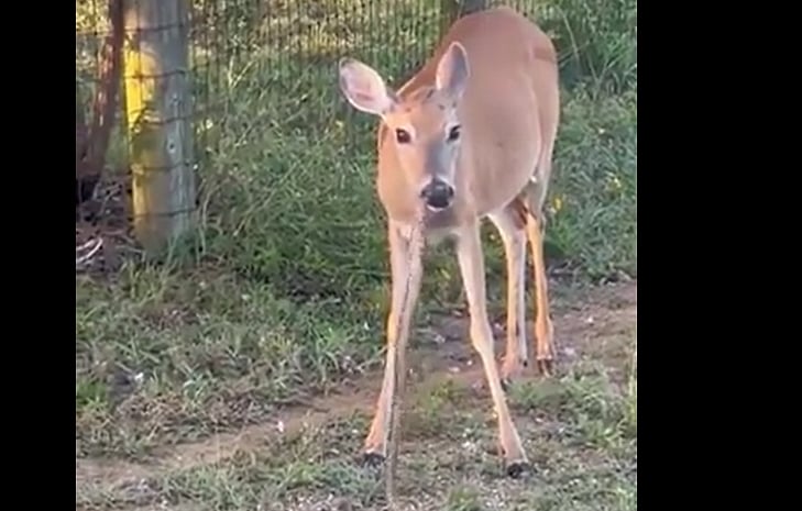 பாம்பை உண்ணும் மான்.. வைரல் வீடியோ... உண்மை என்ன?