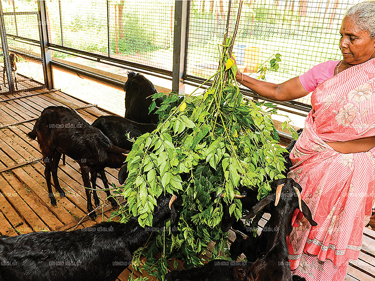 கால்நடை வளர்ப்புக்குகைகொடுக்கும்தீவனப்புல் மரங்கள்! - 09