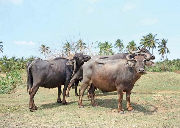Buffaloes: எருமைகள் ஏன் நீர்நிலைகளை அதிகம் விரும்புகின்றன தெரியுமா? ஓர் எளிய விளக்கம்!