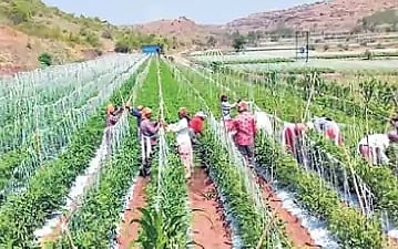 ஒரே கிராமத்தில் தக்காளி மூலம் கோடீஸ்வரர்களான 12 விவசாயிகள்!