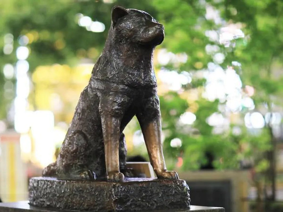 ஹச்சிகோ