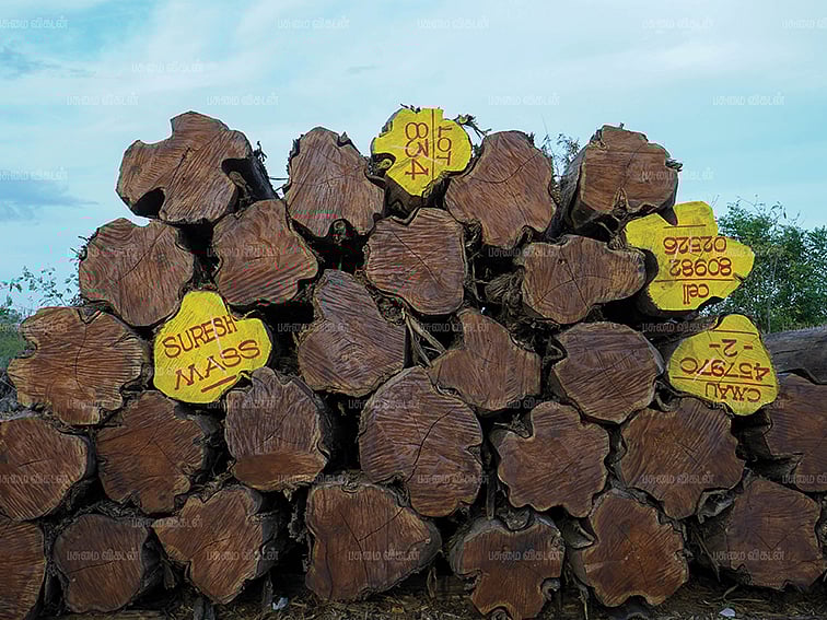 தேக்கு... எந்த மண்ணில் சிறப்பாக விளையும், எப்போது அறுவடை செய்யலாம், என்ன விலை கிடைக்கும்? - 11