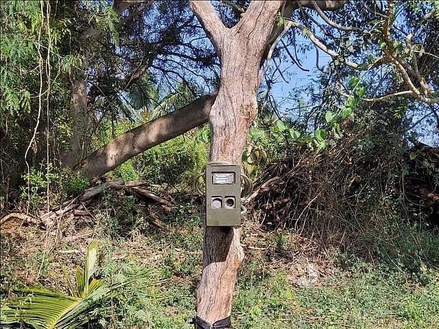 புலியை பிடிக்க
மோப்ப நாய் சோதனை...
சி.சி.டி.வி பொருத்தி கண்காணிக்கும் வனத்துறை!