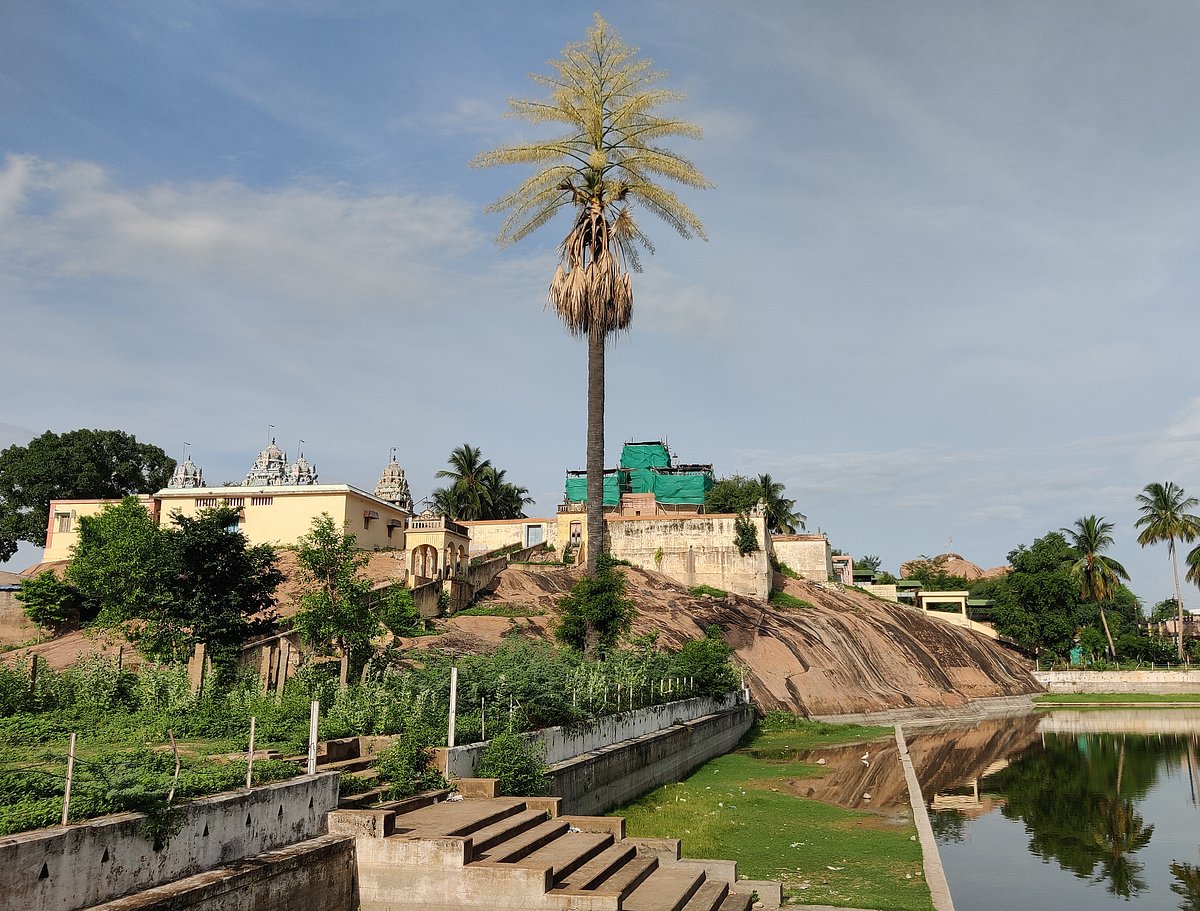 பூத்துக் குலுங்கும் பனைமரம்... பொன்னமராவதியில் அதிசயம்!