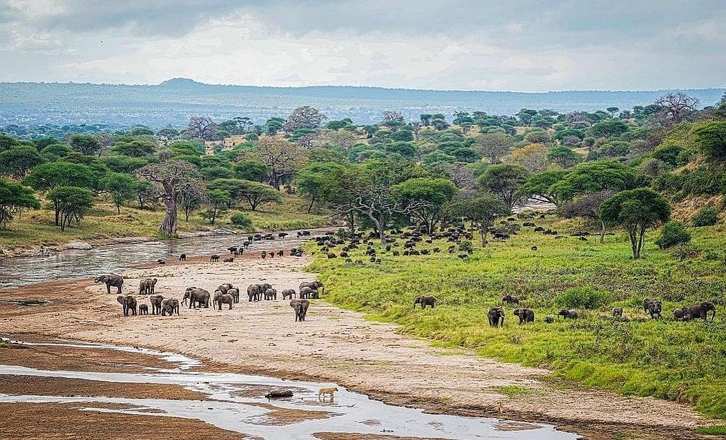 பலநூறு கோடி ரூபாய் வழங்கும்
காடுகள்...!