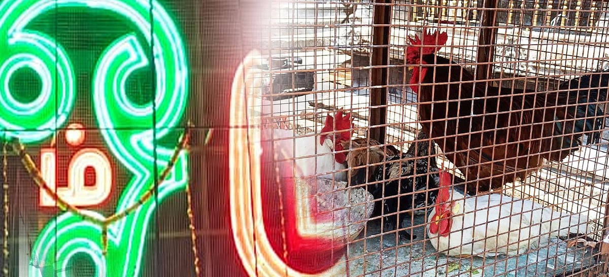 பழநி கோயில்: `இப்படி விலை வச்சா எப்படி வாங்க முடியும்?!’ - சேவல் ஏல சர்ச்சையும் விளக்கமும்!