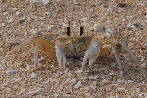 வானிலை, பருவநிலை மாற்றத்தை கணிக்க உதவும் நண்டுகள்... சுவாரஸ்ய பின்னணி! | காடும் கற்பனைகளும் -17