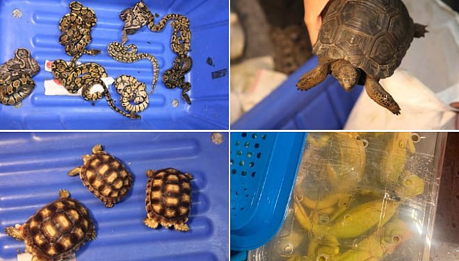  234 வன விலங்குகளை விமானத்தில் கடத்திய கும்பல்...  பெங்களூரில் மீட்பு..! நடந்தது என்ன?