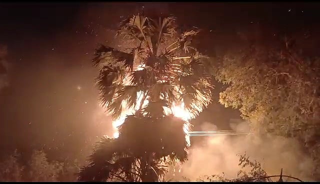 தூத்துக்குடி: திடீர் தீ விபத்து; அதிவேகமாக பரவிய தீ... எரிந்து போன 300 பனைமரங்கள்!