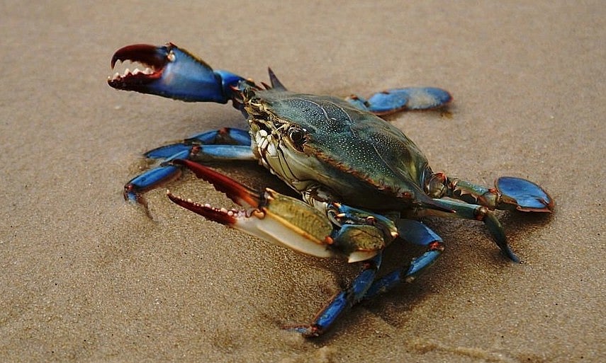 இத்தாலியை நடுங்க வைக்கும் நீல நண்டு... அழிப்பதற்கு ரூ.26 கோடி ஒதுக்கீடு..!