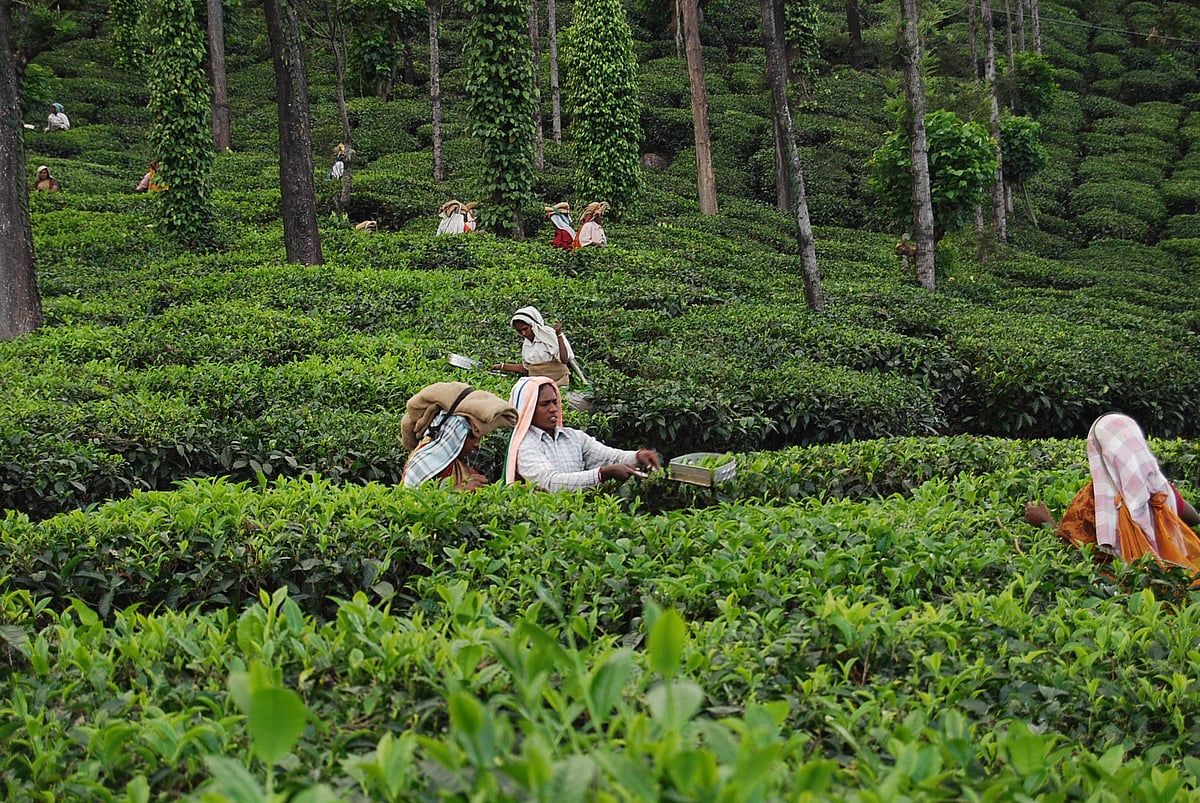 மாஞ்சோலை: மக்கள் கடன் வாங்கியாவது எஸ்டேட்டிலேயே இருக்க நினைத்தது ஏன்? |  1349/2 எனும் நான் | பகுதி 22 | Manjolai Estate Series part 22: The reason  behind people staying in the ...