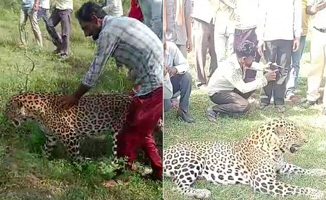 ம.பி: சிறுத்தையுடன் விளையாட்டு, செல்ஃபி எடுத்துக்கொண்ட கிராம மக்கள் | Video