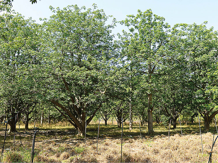 1 ஏக்கர்... ஆண்டுக்கு ரூ.1 லட்சம்...
வளமான வருமானம் தரும்
இலவம் பஞ்சு மரம்!