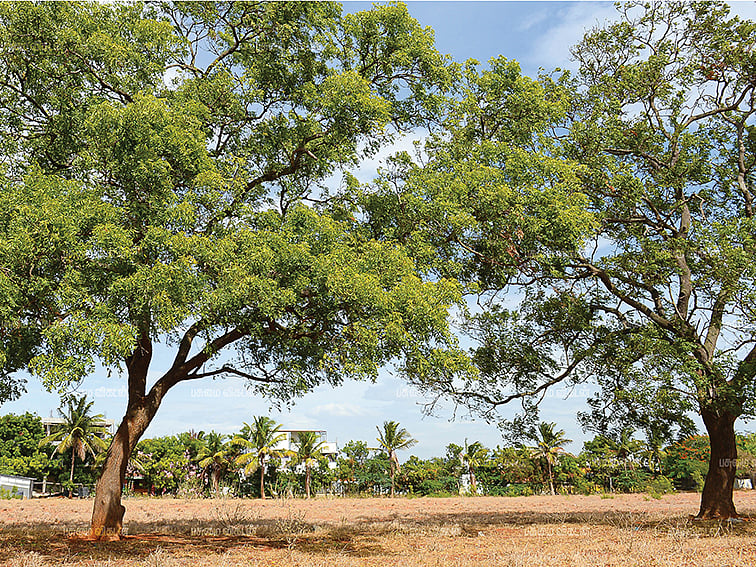 1 ஏக்கர், ஆண்டுக்கு ரூ.2,20,000...
வளமான வருமானம் தரும்
வேப்ப மரங்கள்!