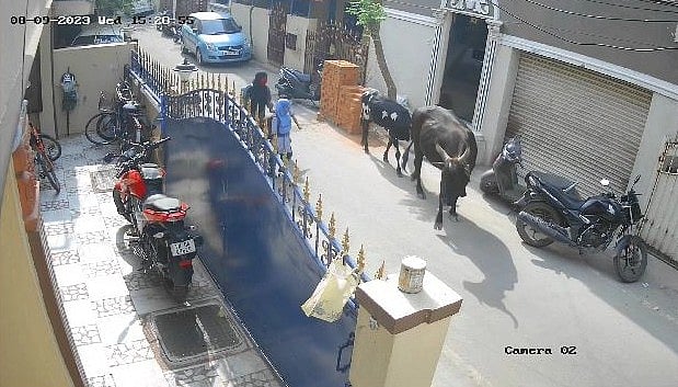 Viral Video சிறுமியை முட்டிய மாடு: மாடுகள் ஏன் இப்படி நடந்து கொள்கின்றன? கால்நடை மருத்துவர் Explains