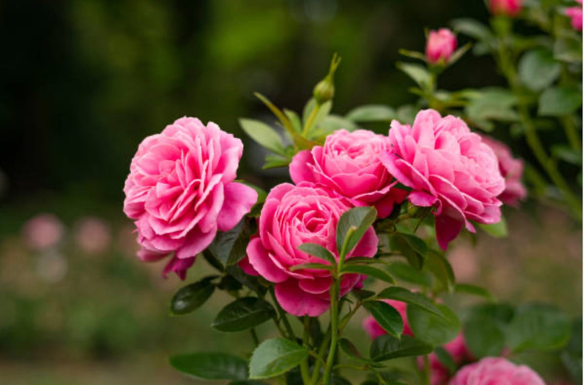 `பூக்காத செடியிலும் கொத்து கொத்தாக ரோஜா பூக்க வேண்டுமா?’ - இதை முயற்சி  பண்ணுங்க!