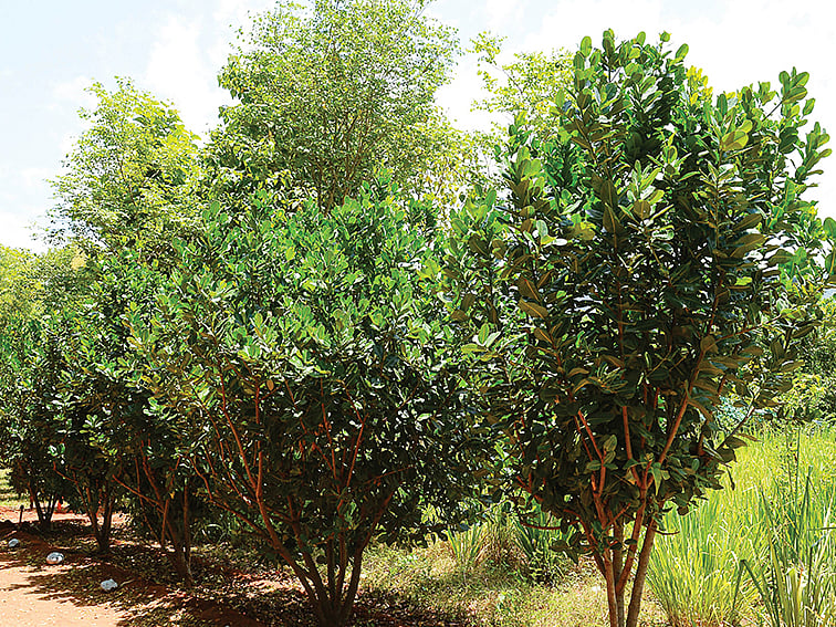 1 ஏக்கர்... ஆண்டுக்கு ரூ.6,80,000...
புன்னை தரும் வளமான வருமானம்!