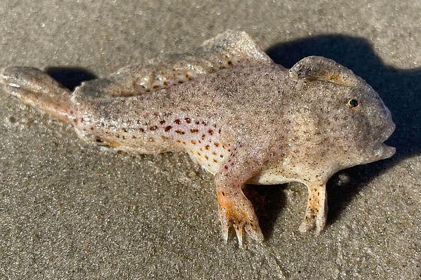 ``கால்களோடு கடற்கரையில் நடந்து சென்ற மீன்