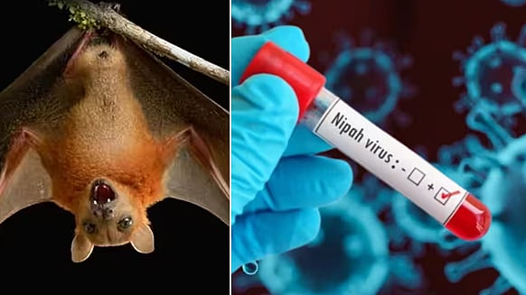 நிபா வைரஸ்