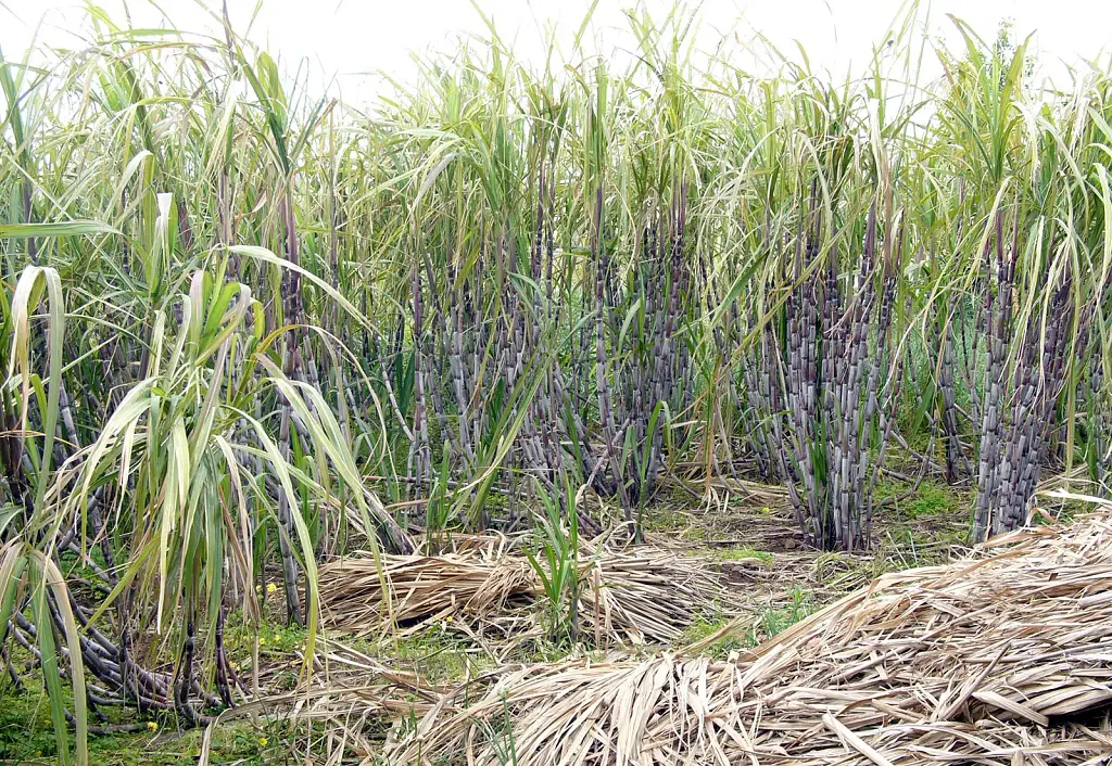 நிலக்கடலை, மிளகாய், கொத்தமல்லி, செவ்வந்தி... கரும்பிலும் ஊடுபயிர் சாகுபடி; அசத்தும் இளம் விவசாயி!